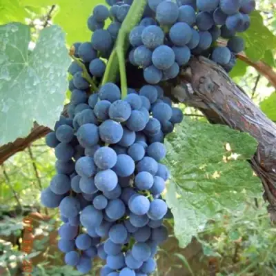 Виноград ВЕНУС в Полоцке