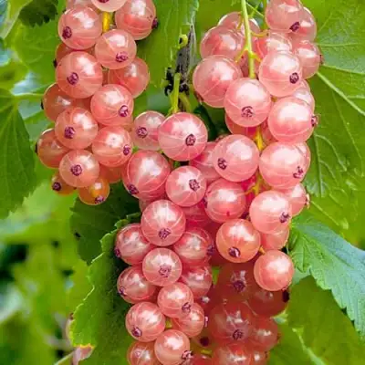 Смородина белая ПРЫГАЖУНЯ (РОЗОВАЯ) в Полоцке