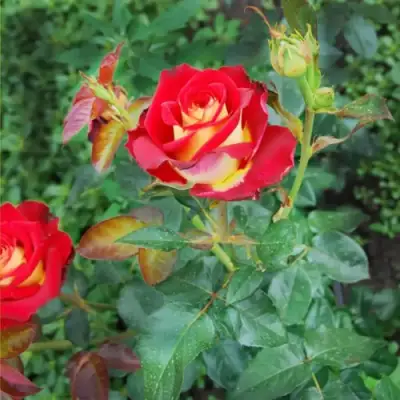 Роза ФРЕНДШИП чайно-гибридная в Полоцке