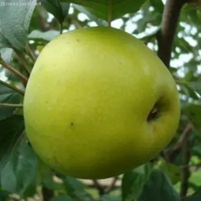 Яблоня КОШТЕЛЯ в Полоцке