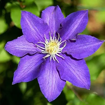 Клематис ЗЕ ПРЕЗИДЕНТ в Полоцке