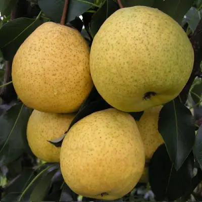 Груша ВЕЛИКАЯ ЛЕТНЯЯ (БОЛЬШАЯ ЛЕТНЯЯ) в Полоцке