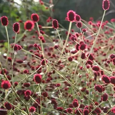 Кровохлебка ЧОКОЛАТ ТИП в Полоцке