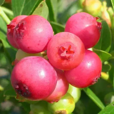 Голубика ПИНК ЛИМОНАД в Полоцке