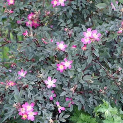 Роза сизая в Полоцке