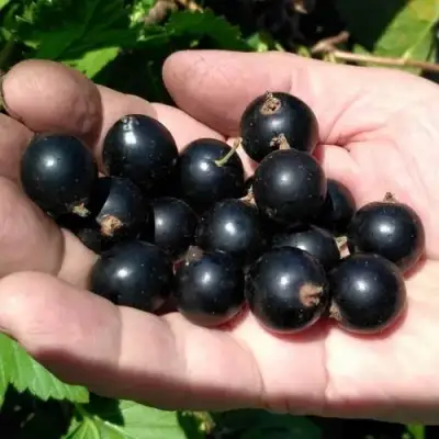 Смородина черная ЧЕРНООКАЯ в Полоцке