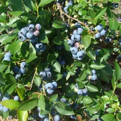 Голубика БЛЮЭТТА в Полоцке