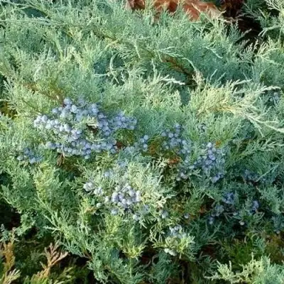 Можжевельник ГРЕЙ ОУЛ виргинский  в Полоцке