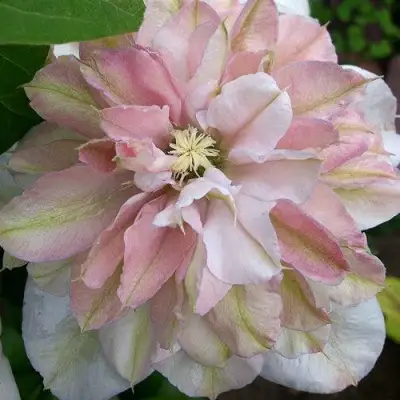 Клематис ИННОСЕНТ БЛАШ в Полоцке