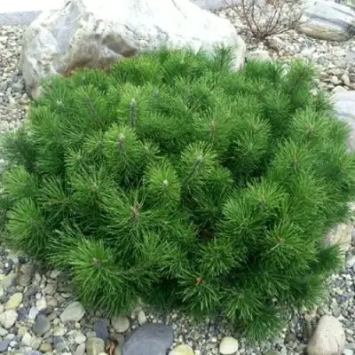 Сосна горная МУГУС в Полоцке