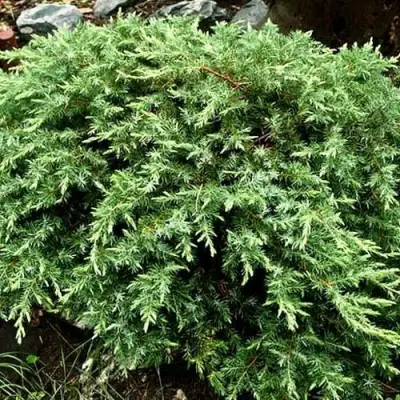 Можжевельник ШЛЯГЕР прибрежный в Полоцке