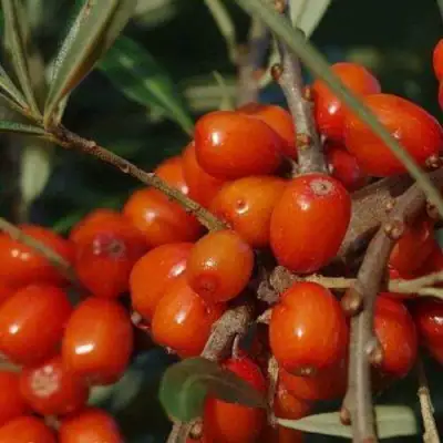 Облепиха ВОРОБЬЕВСКАЯ в Полоцке