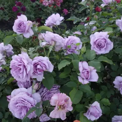 Роза ЛАВ СОНГ флорибунда в Полоцке
