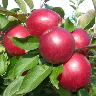 Яблоня КОВАЛЕНКОВСКОЕ в Полоцке