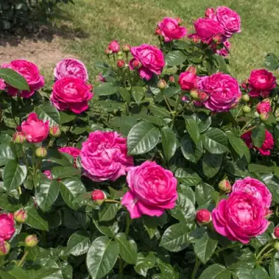 Роза АНУШКА чайно-гибридная в Полоцке