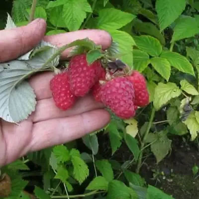 Малина КОРПИКО в Полоцке