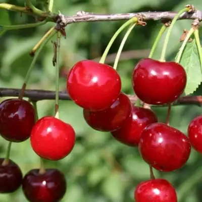 Вишня ХАРИТОНОВСКАЯ в Полоцке