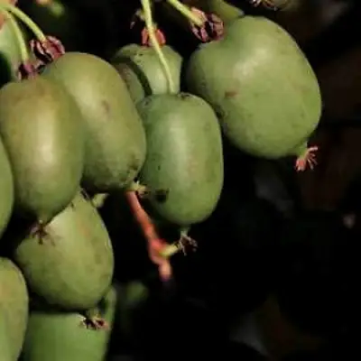 Актинидия РОГОВ аргута в Полоцке