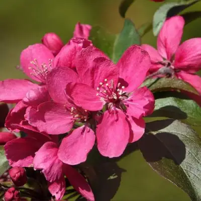 Яблоня НЕДЗВЕЦКОГО в Полоцке