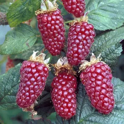 Ежемалина ТАЙБЕРРИ в Полоцке