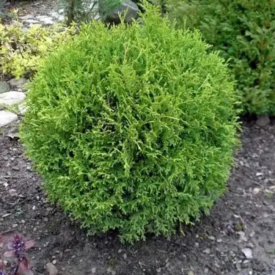 Туя ХОЗЕРИ западная в Полоцке