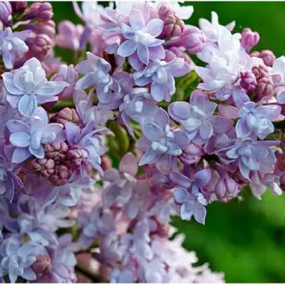 Сирень ПАМЯТЬ О ВАВИЛОВЕ в Полоцке