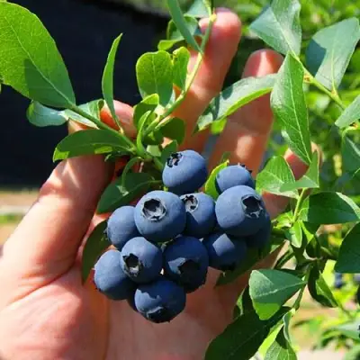 Голубика НОРТ КАНТРИ в Полоцке