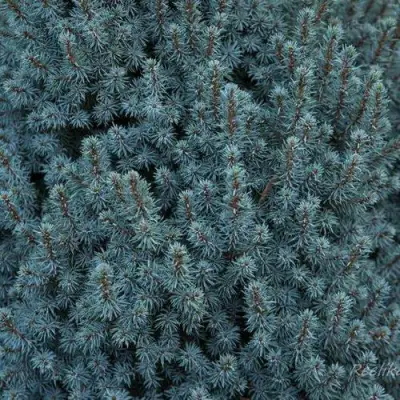 Ель САНДЕРС БЛЮ канадская в Полоцке