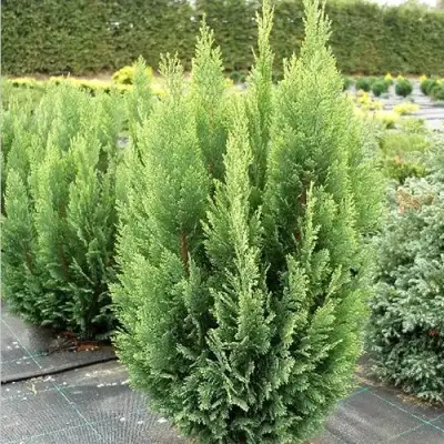 Кипарисовик ЭЛВУДИ ЭМПАЙР лавсона в Полоцке