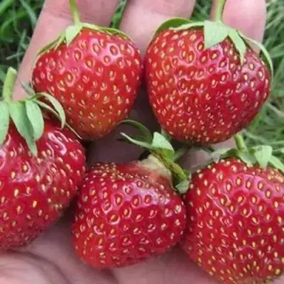 Клубника ВИМА ЗАНТА в Полоцке