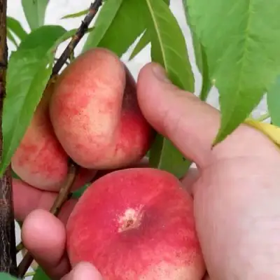 Персик САТУРН ИНЖИРНЫЙ в Полоцке