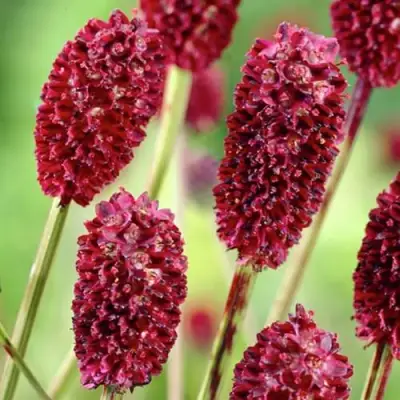 Кровохлебка ТАННА лекарственная в Полоцке