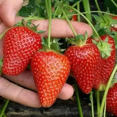 Клубника АЛЬБА в Полоцке