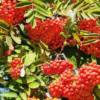 Рябина СОРБИНКА сладкоплодная в Полоцке