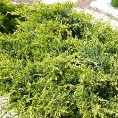 Можжевельник ГОЛД СТАР средний в Полоцке