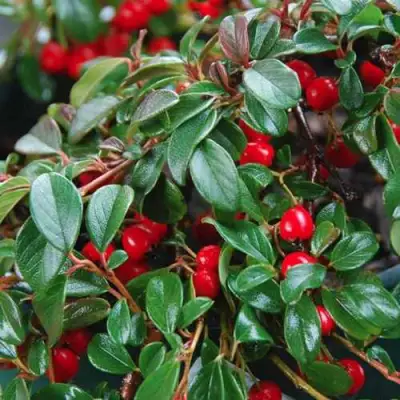 Кизильник Даммера в Полоцке