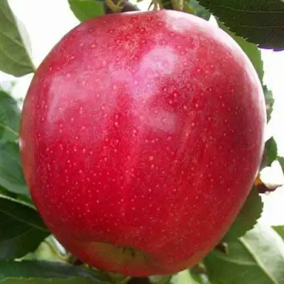 Яблоня ГАЛА МАСТ в Полоцке