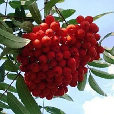 Рябина САХАРНАЯ ПЕТРОВА сладкоплодная в Полоцке