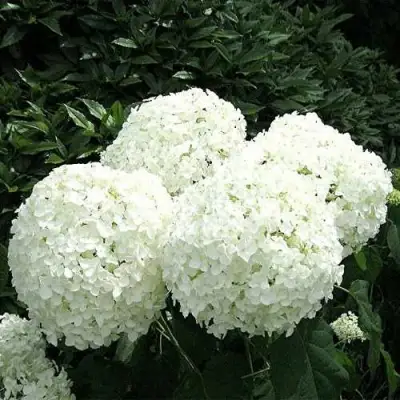 гортензия Аннабель