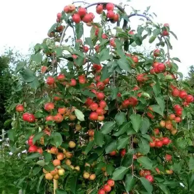 Яблоня ХЮВИНГИЕНЗИС декоративная в Полоцке