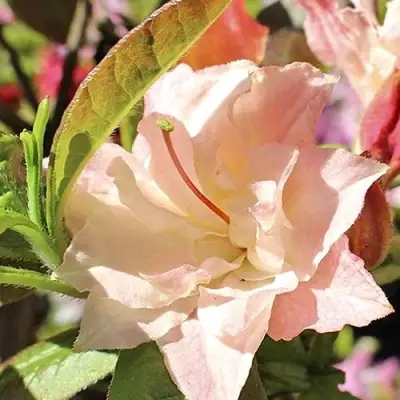 Азалия КЭННОНС ДАБЛ листопадная в Полоцке