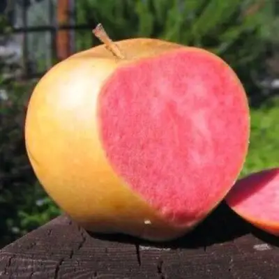 Яблоня ПИНК ПЕРЛ в Полоцке