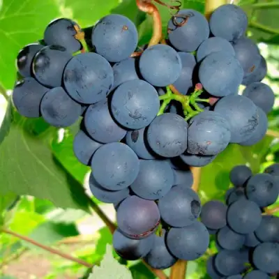 виноград юодупе