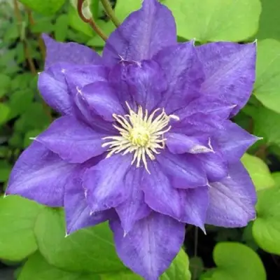 Клематис БЬЮТИ ОФ ВОЧЕСТЕР в Полоцке