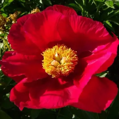 саженцы пиона