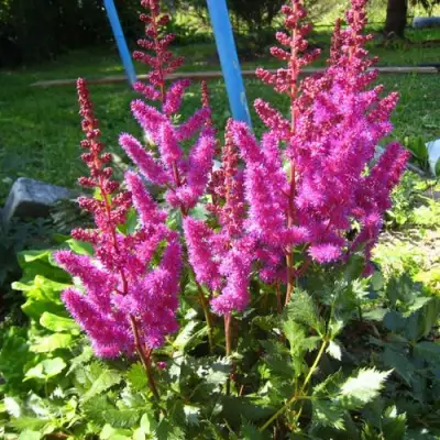 Астильба ЭЛИЗАБЕТ ВАН ВИН японская в Полоцке