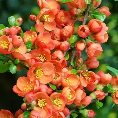 Айва ОРАНЖ ТРЕЙЛ в Полоцке