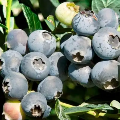 Голубика ЧАНДЛЕР в Полоцке