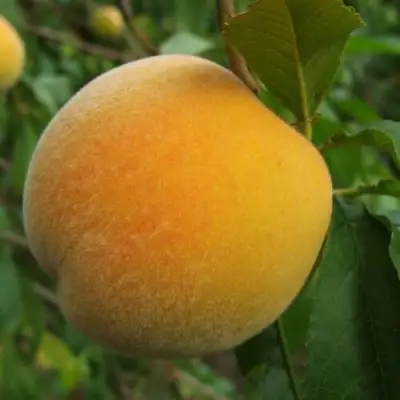 Персик ДОНЕЦКИЙ ЖЕЛТЫЙ в Полоцке