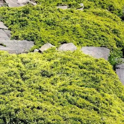 Можжевельник ГОЛДЕН КАРПЕТ горизонтальный  в Полоцке